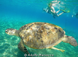 Green turtle  and snorkelers by Adolfo Maciocco 